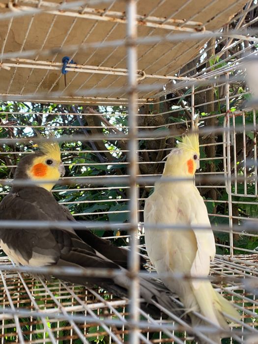 2 casais de caturras reprodutores