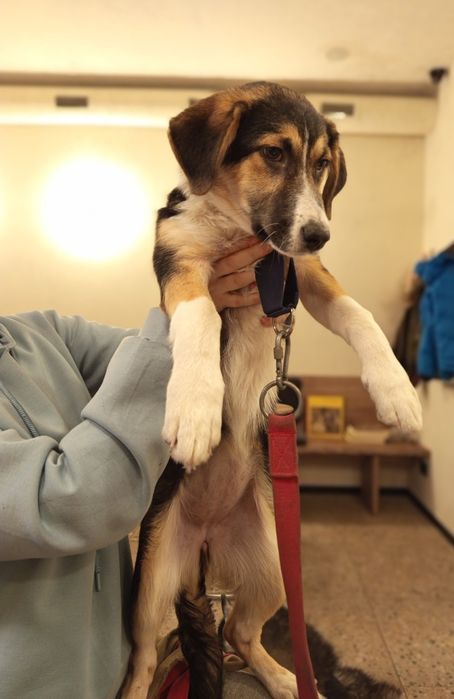 Отдам даром в добрые руки собаку метис бигля