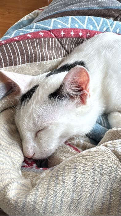 Gato esterilizado com chip e vacinas - macho