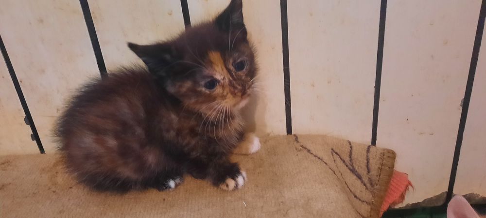 Віддам КОТИКА та Кішечку