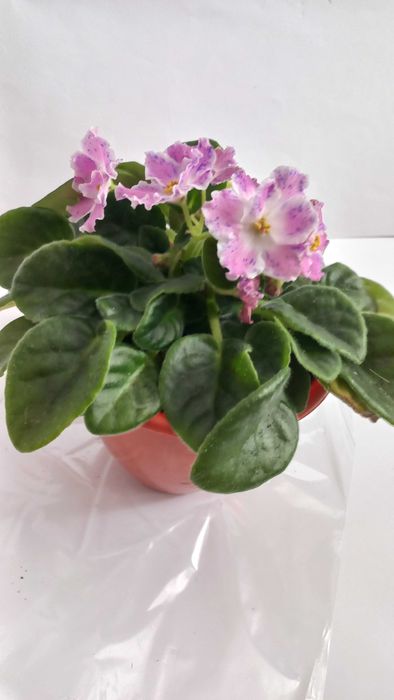 Рожева фіалка кімнатна рослина