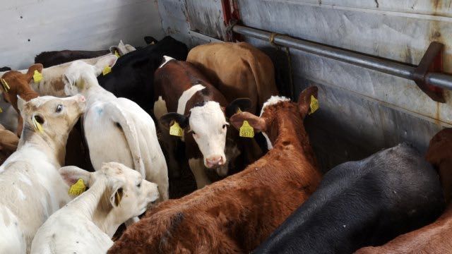 Cielaki mięsne byczki jałóweczki Pułtusk