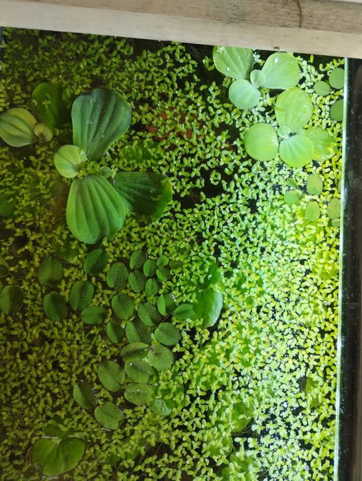 Rośliny pływające do akwarium roślina pływające