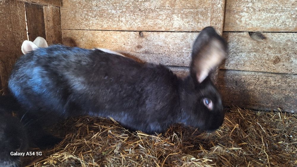 Króliki nowozelandzkie