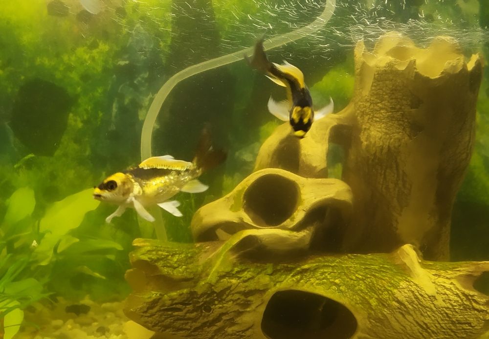 Коі декоративні, 3 шт