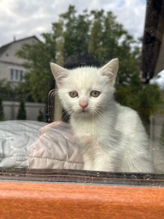 Кіт біла дівчинка