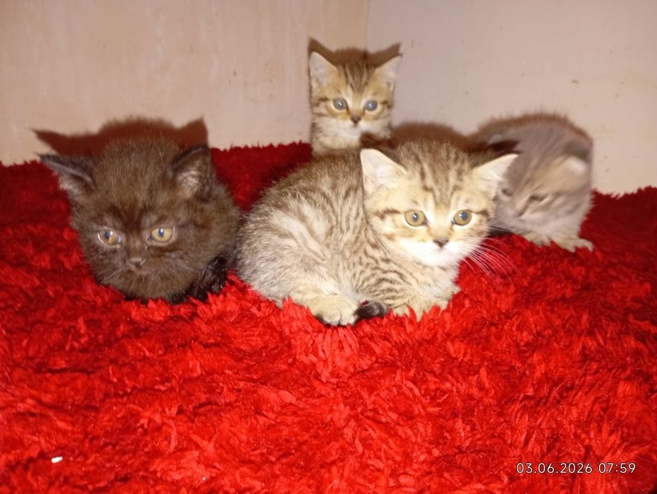 Продам Чудові кошеня