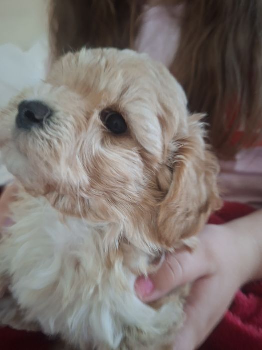 Maltipoo - śliczny piesek mini