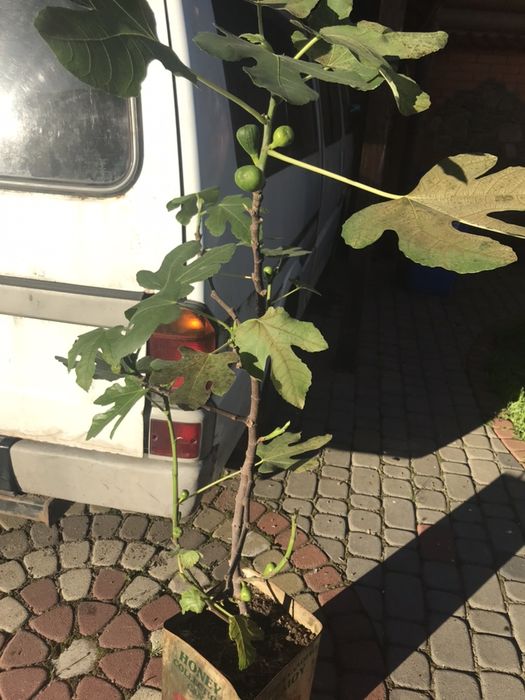 Инжир саженцы с плодами Сорт Далматський