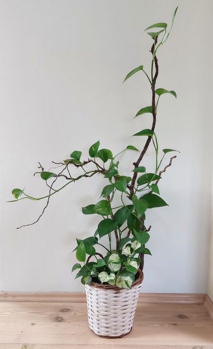 Kwiat domowy epipremnum złociste i  happy leaf