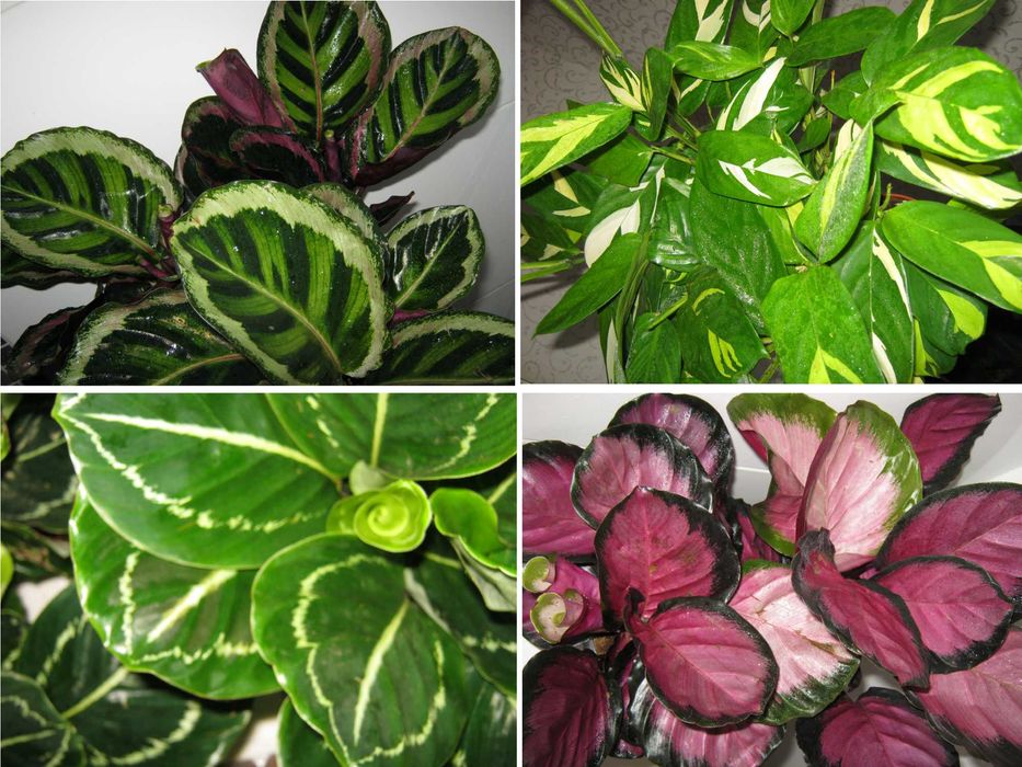домашние калатея разные сорта