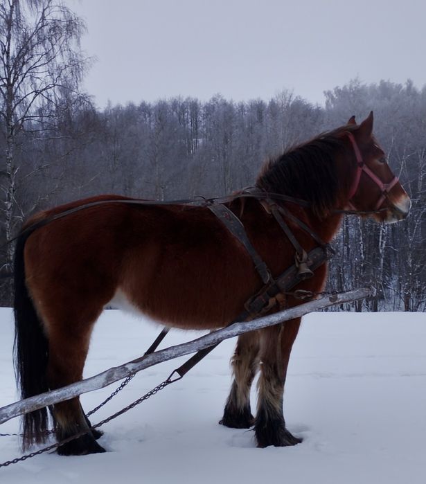 sprzedam klacz pkz lat 13