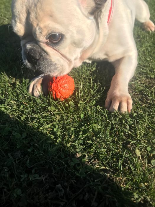 Щукаэмо дівчинкудлв’язки з французом  оплата з нас плюс купівля цуценя
