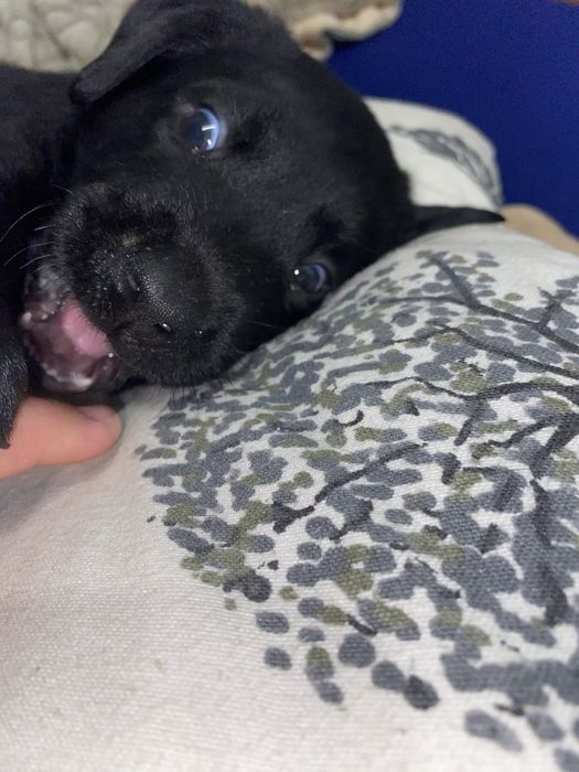 Цуценя лабрадора