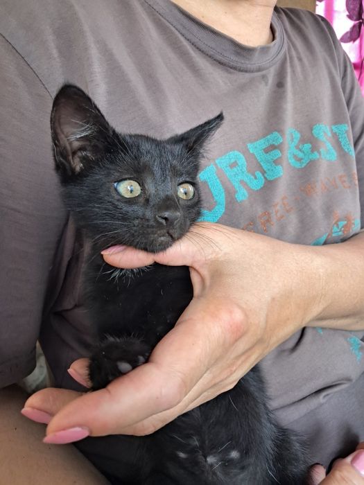 Кицюня чекає на нову родину