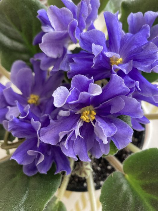 Продам домашнюю фиалку цветущую