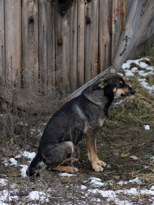 Ідеальний собак Вухасик