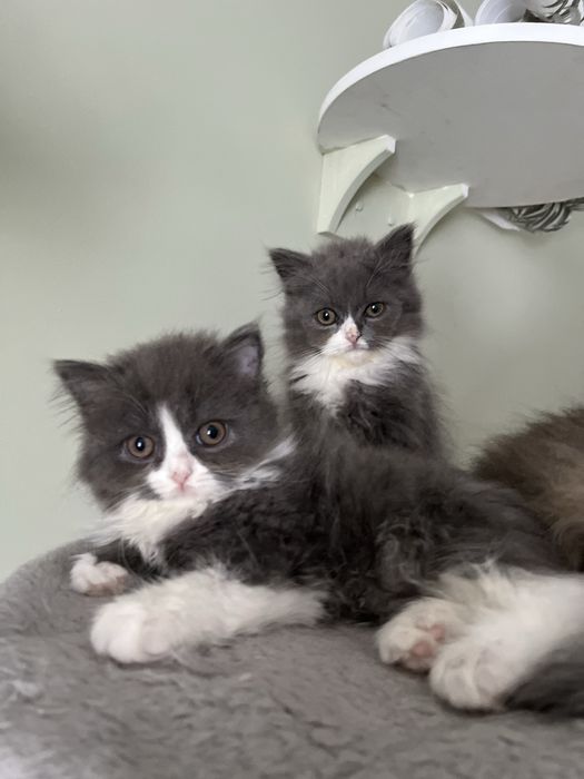 Kocur brytyjski  długowłosy