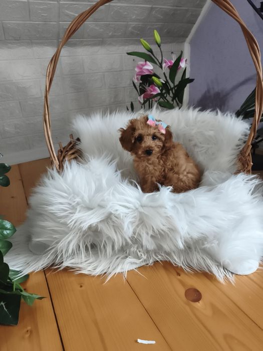 Pudel toy mini księżniczka