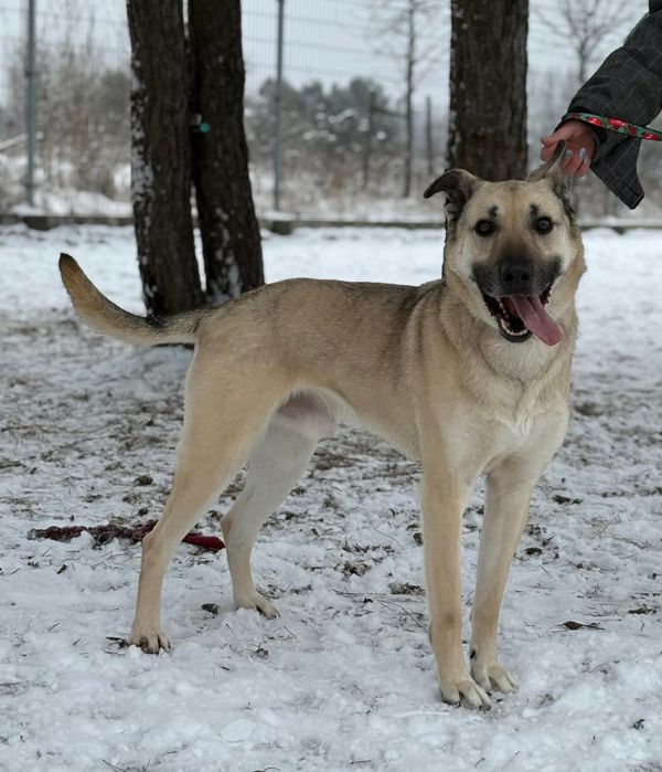 Luzak cudowny młody pies