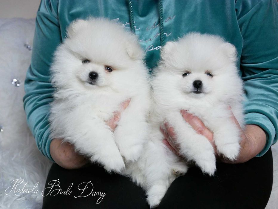 Szpic miniaturowy Samiec piesek Amant