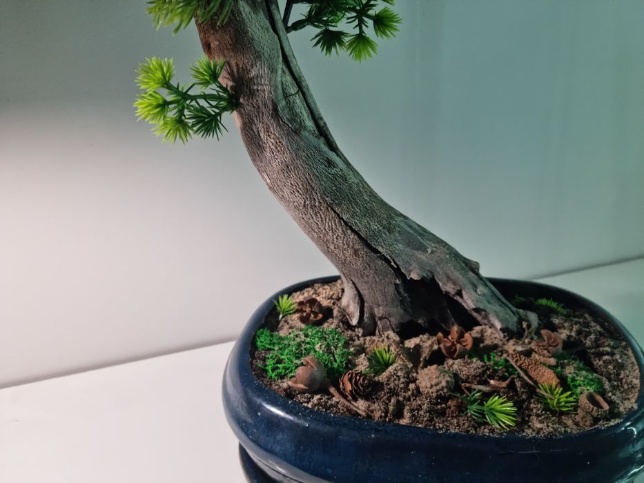 Drzewko   bonsai