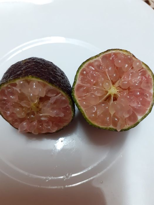 Limão caviar polpa vermelha