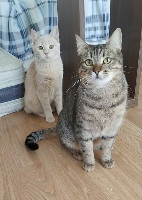 Зеленоока Дарсі - краса Аравійського Мау