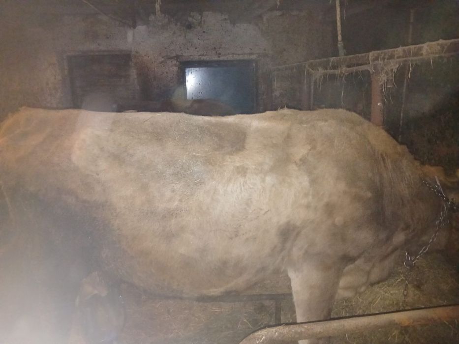 Sprzedam krowę mleczną