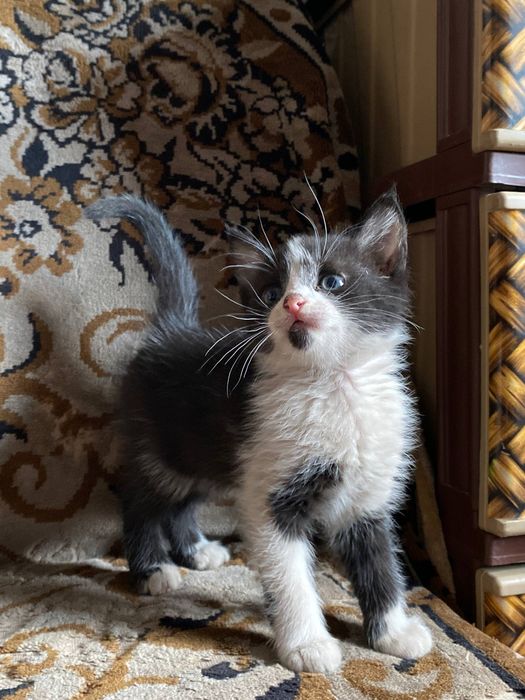 Віддам безкоштовно котят