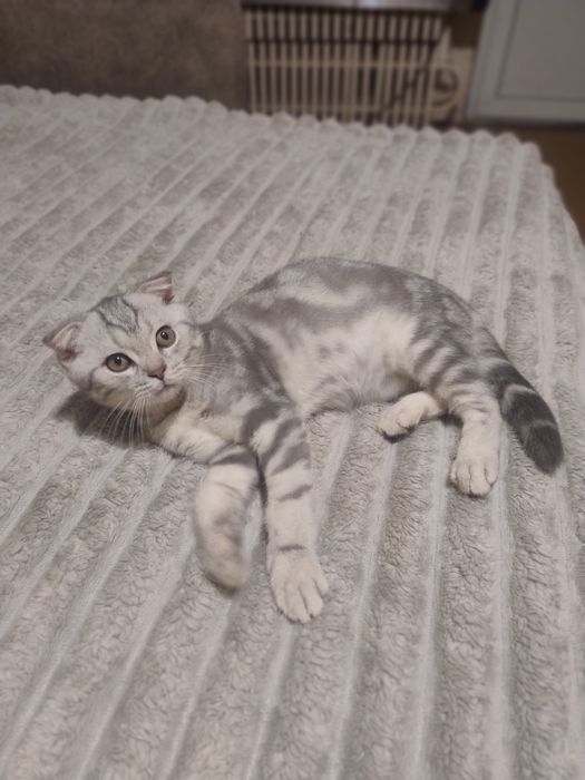 Шотландские котята.