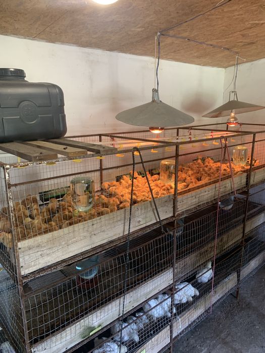 Клетка для птиці ( бройлер )