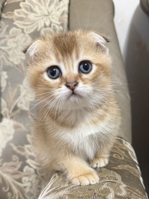 Шотландский вислоухий мальчик золотая шиншилла