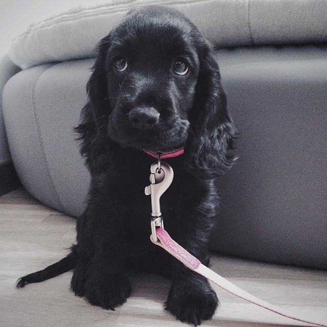 Чорна дівчинка англійського кокер-спаніеля — ніжність, вирощена в тиші