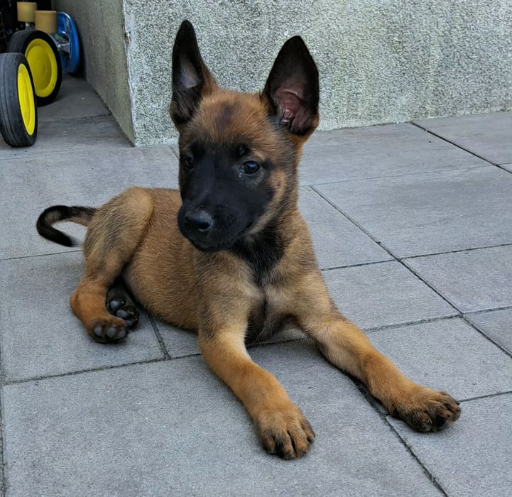 Owczarek belgijski Malinois - suczka