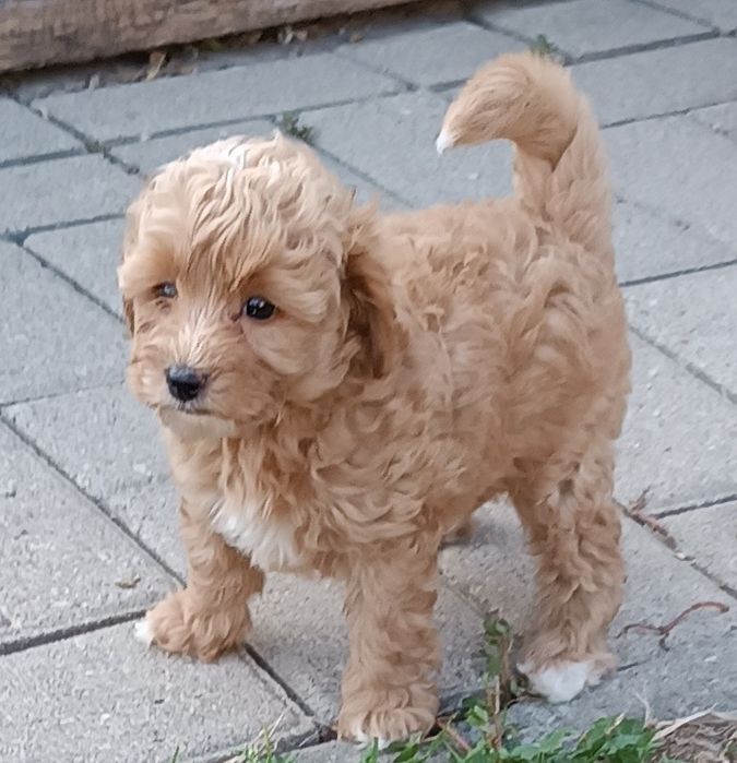 Maltipoo chłopiec