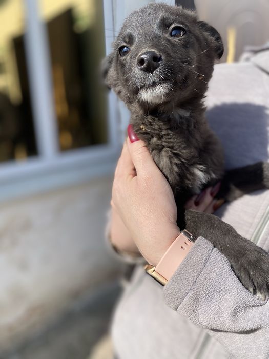 Цуценята в добрі руки