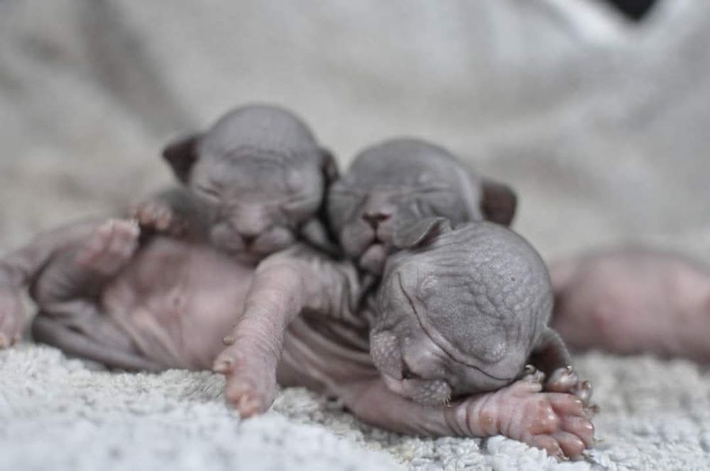 Łysy kot sfinks wcf