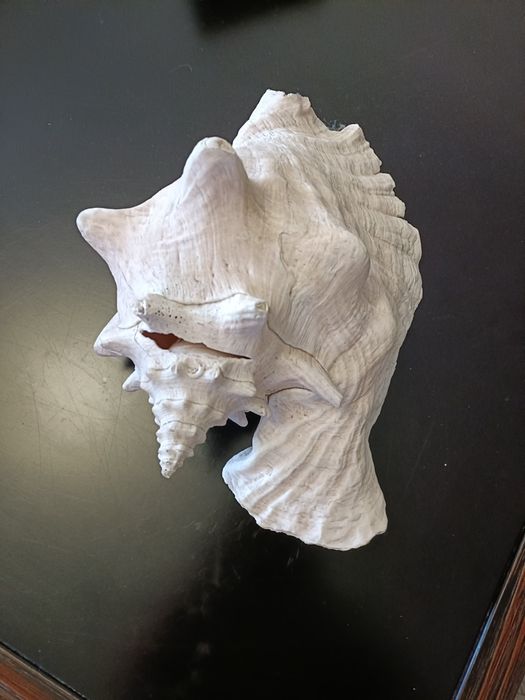 Concha aranha gigante