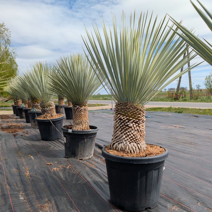 Yucca rostrata wys. 120/140cm, sprawdź inne ogłoszenia!