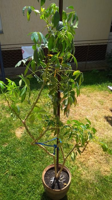 Квітка кімнатна з глечиком