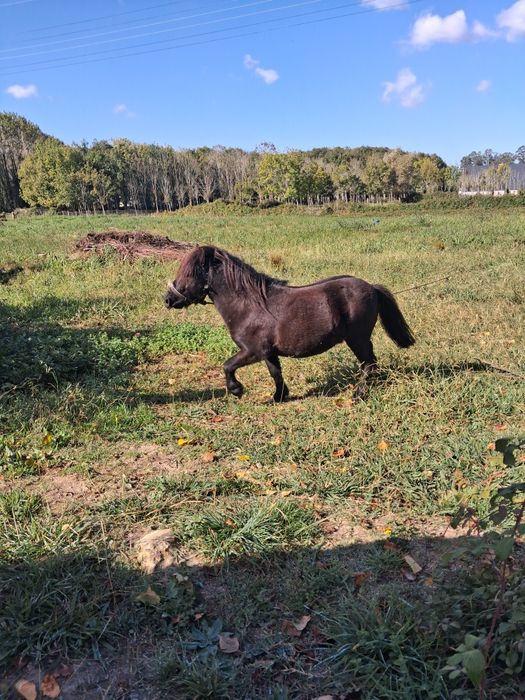 Ponei macho preto