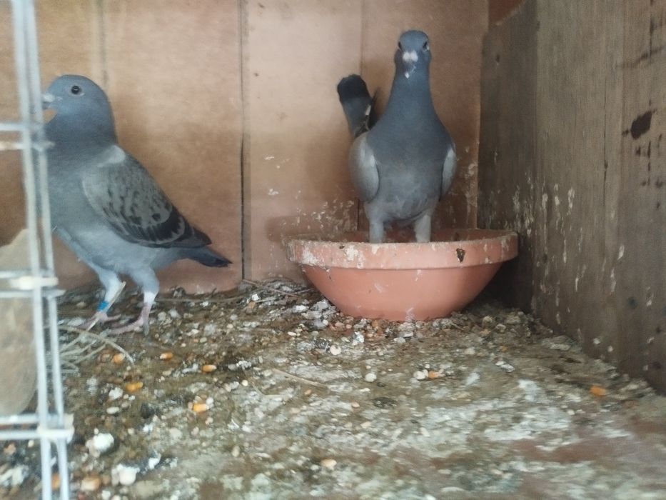 Pombas correio para venda