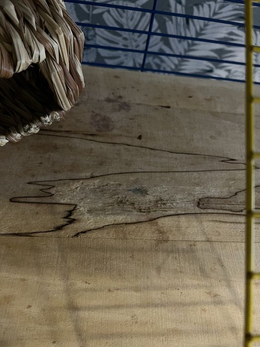 Клітка для пацюка, шиншили