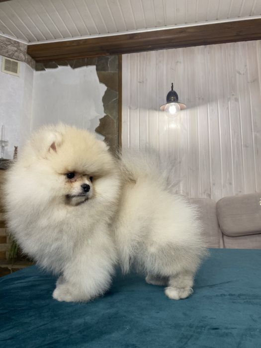 Шоу клас! Померанський шпіц. Тип ведмедик.