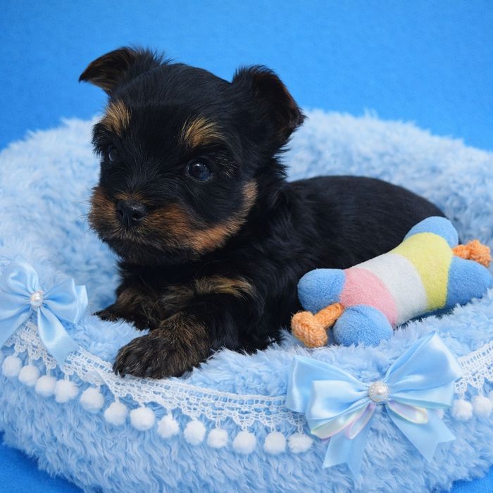 Prześliczny, maleńki York - Mega Cudo - Nie wybarwi się ! Rodowód Chip