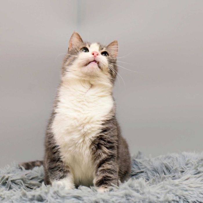 Котик Босс ждет свою семью