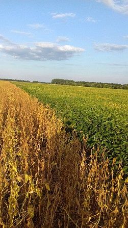 Купить насіння сої