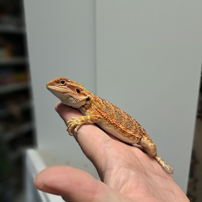 Agama brodata red sklep zoologiczny Gruby Kocur