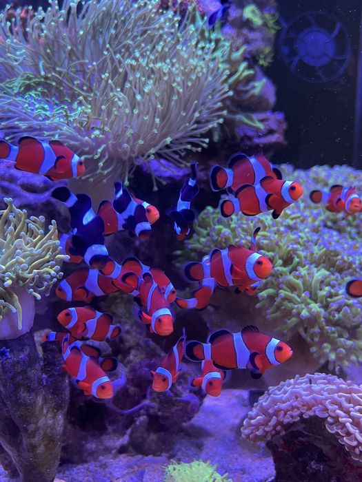 Рибка-клоун «Ocellaris» в морський акваріум